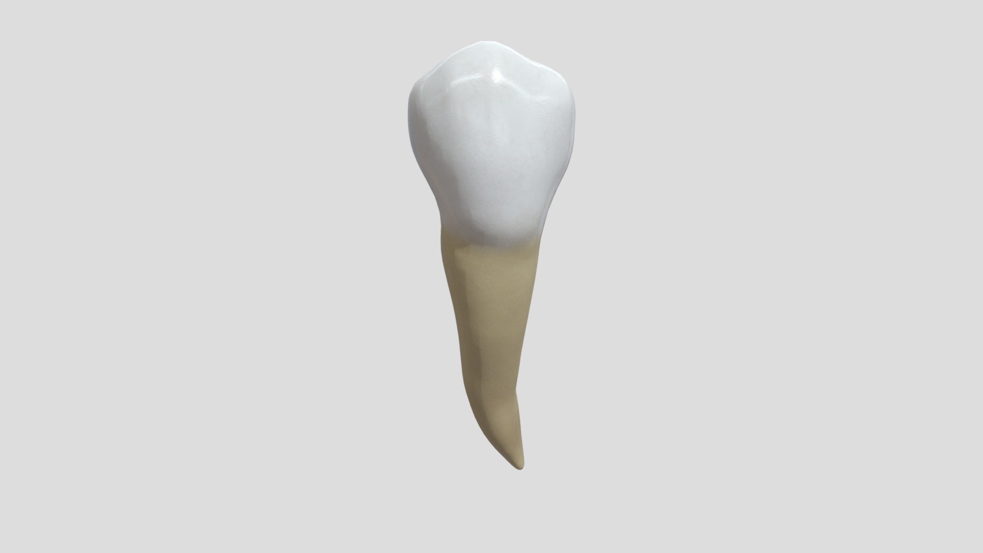 Tooth #4 prep NYU Dentistry - 3D model by elguary [a57984c] - Sketchfab