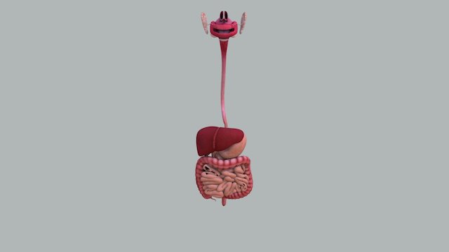 intestine 3D Model