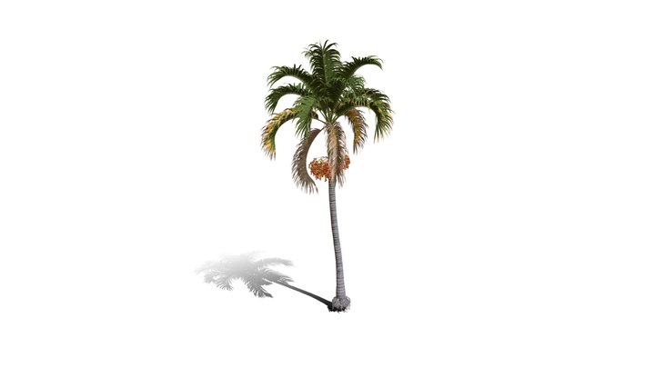 Realistic HD Christmas palm (14/35) 3D Model