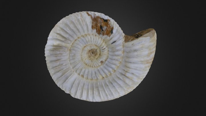Cephalopod: Perisphinctes sp.
