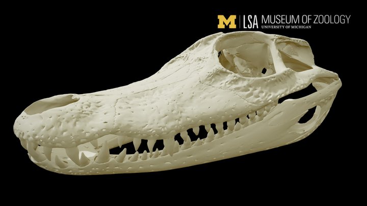 Caiman crocodilus 3D Model