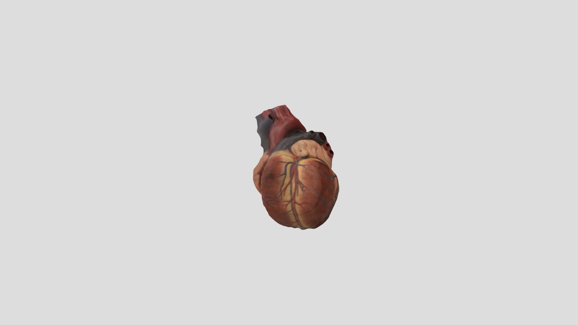 Heart arteries and veins