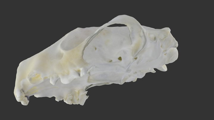 GV_017_Skunk_Skull_Mephitis_71_mm 3D Model