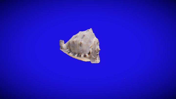 caracola 3D Model