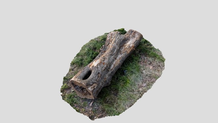 Tree stump 3D Model