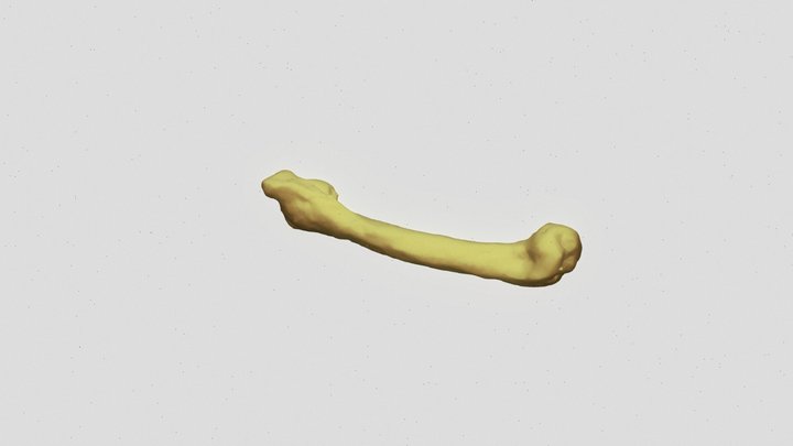 Metatarso Zarigüeya. by Danna Buitrago 3D Model