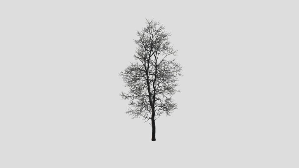 Dry Tree