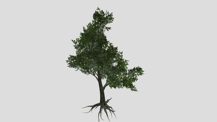 Oak 3D Model