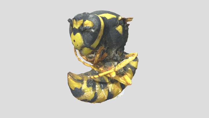 3D scan of German wasp (Vespula germanica) 3D Model
