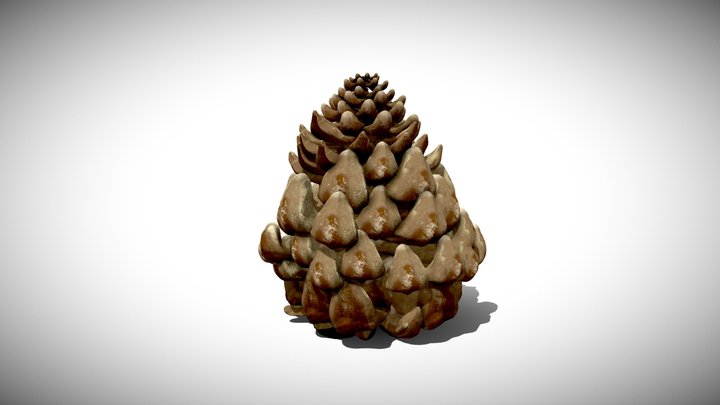 Pinecone - Highpoly – Free 3D Model STL