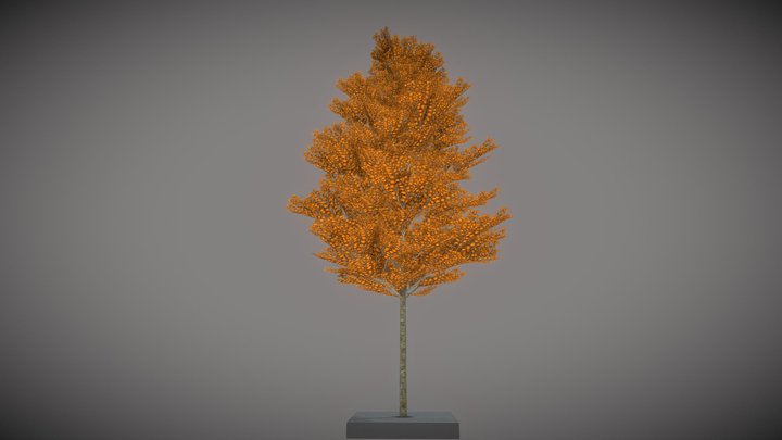 Platane 12m Autumn 3D Model