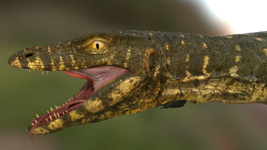 Monitor Lizard