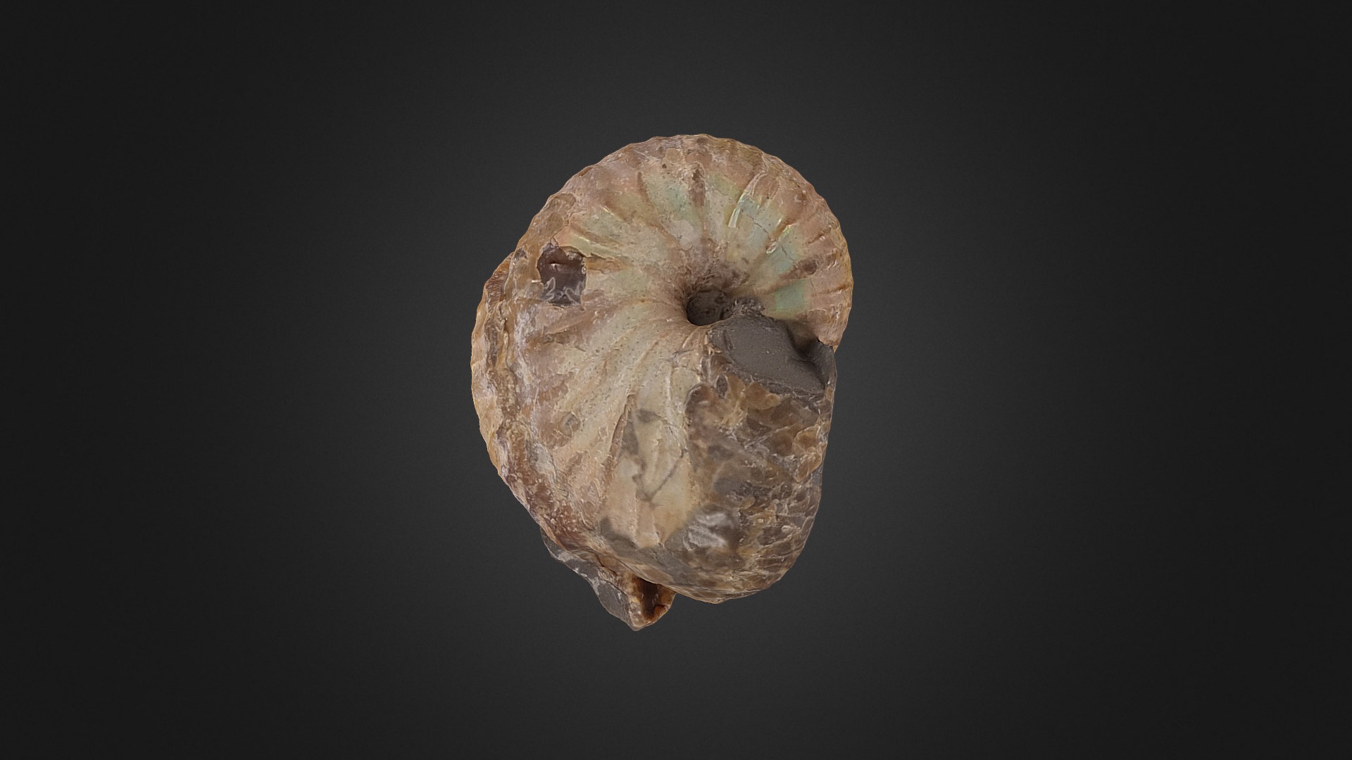 3D model Menuites oralensis - This is a 3D model of the Menuites oralensis. The 3D model is about a close-up of a stone.