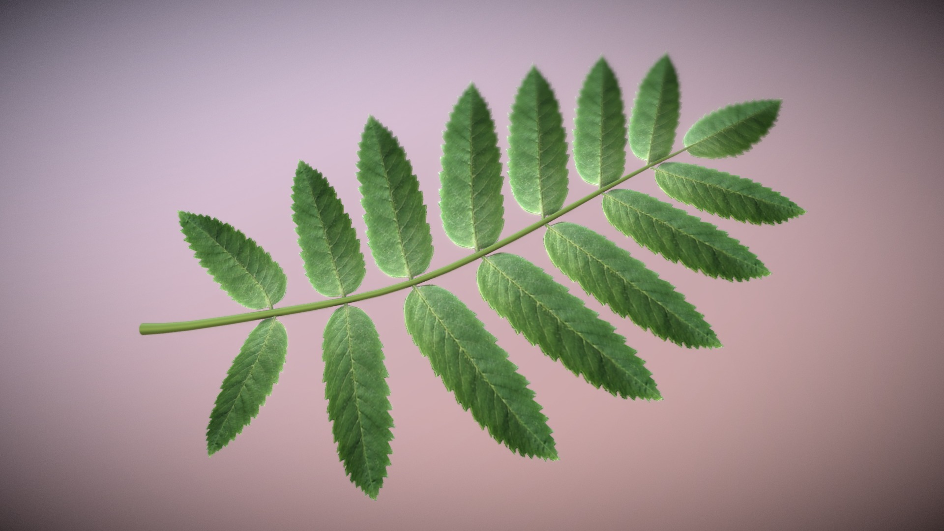 3D model Rowan Leaf High Poly - This is a 3D model of the Rowan Leaf High Poly. The 3D model is about a plant with leaves.