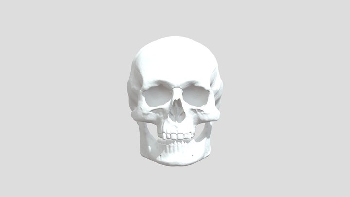 skull_study 3D Model