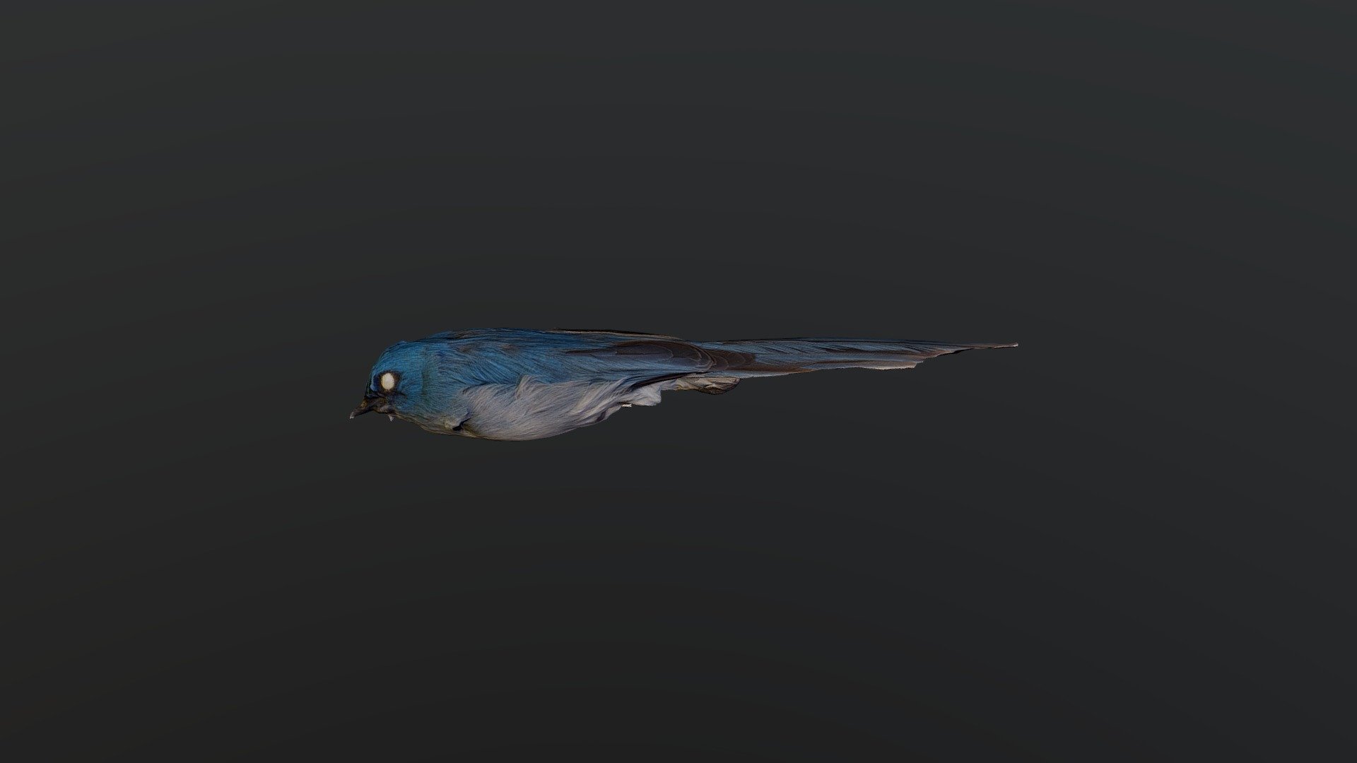 African Blue Flycatcher - Elminia longicauda
