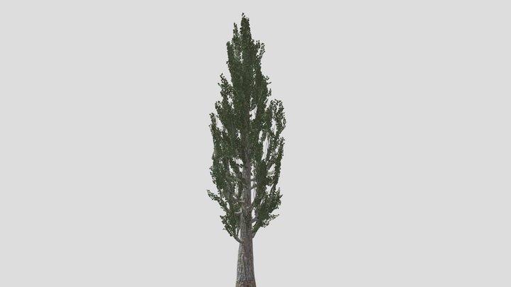 Poplar tree