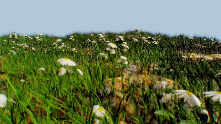 Grassy Field 3D Model