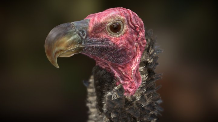 Lappet-Faced_Vulture 3D Model