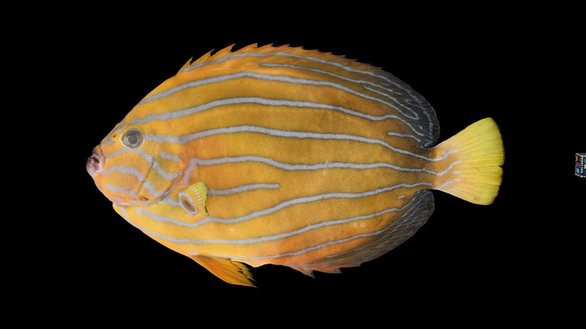 CC0 キンチャクダイ 🐟 Blue-striped Angelfish - Download Free 3D model by ffish ...