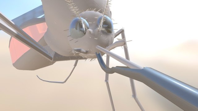 Aedes Aegypti 3D Model