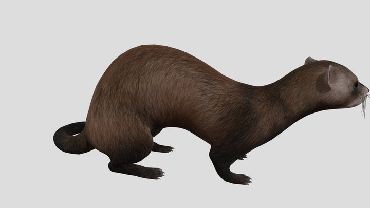 Ferret 3D Model