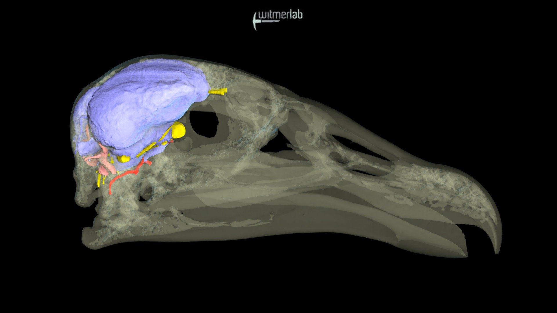 Andean condor skull & brain (USNM 346633)