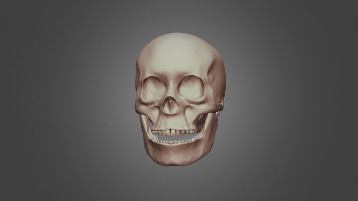 human skull 3D Model