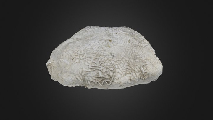 Halysites catenularia (PRI 70775)