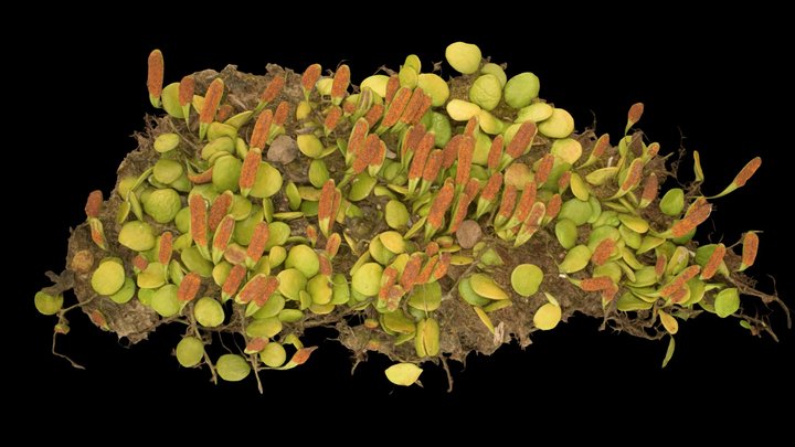 CC0 マメヅタ Green Penny Fern, L. microphyllum – Modello 3D gratuito STL