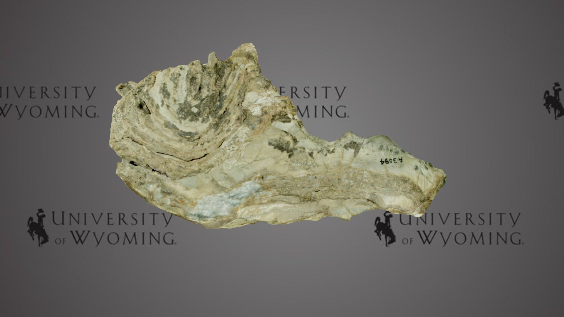 Precambrian Stromatolite
