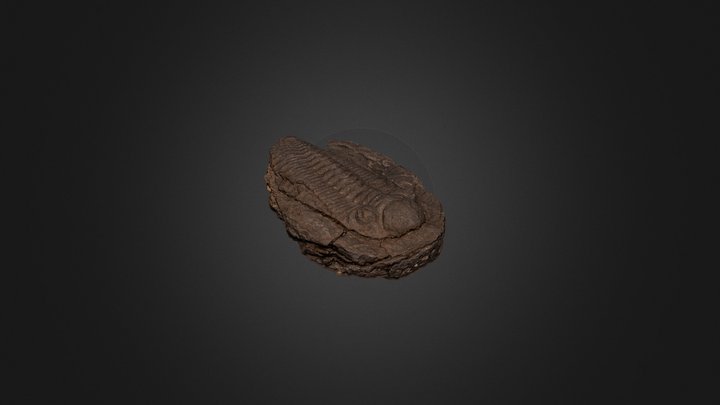 Trilobite test 3D Model
