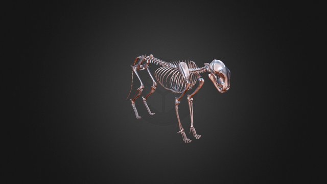 Feline Skeleton Dec