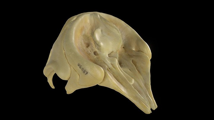 Dwarf Sperm Whale Skull - MAGNT Collection 3D Model