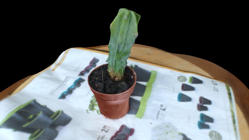 Cactus