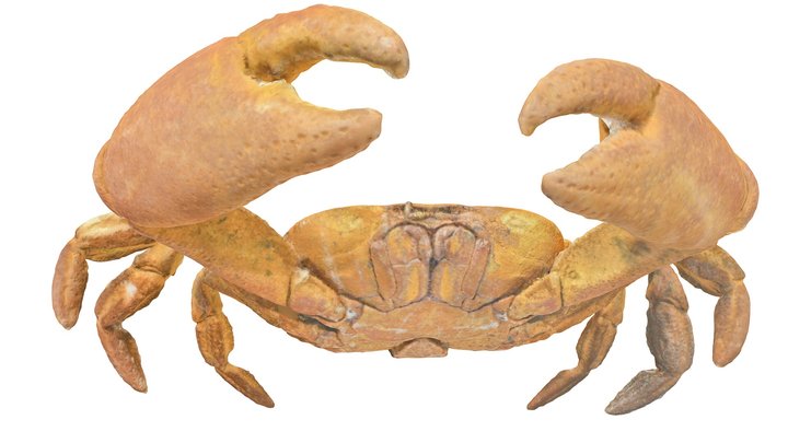 Segozancia sp. male crab (Crab C) 3D Model