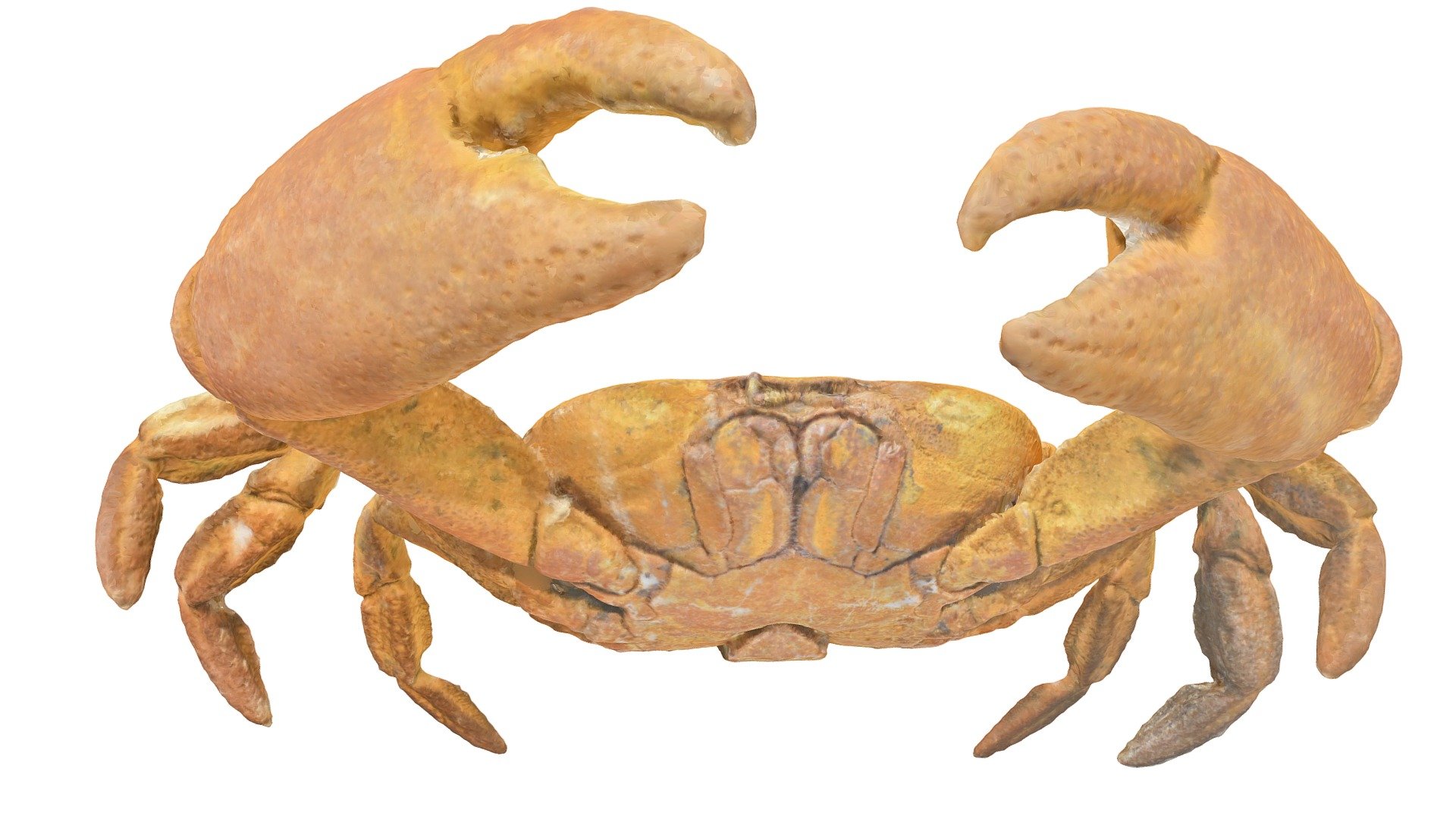 segozancia-sp-male-crab-crab-c-3d-model-by-luis-gutierrez-h
