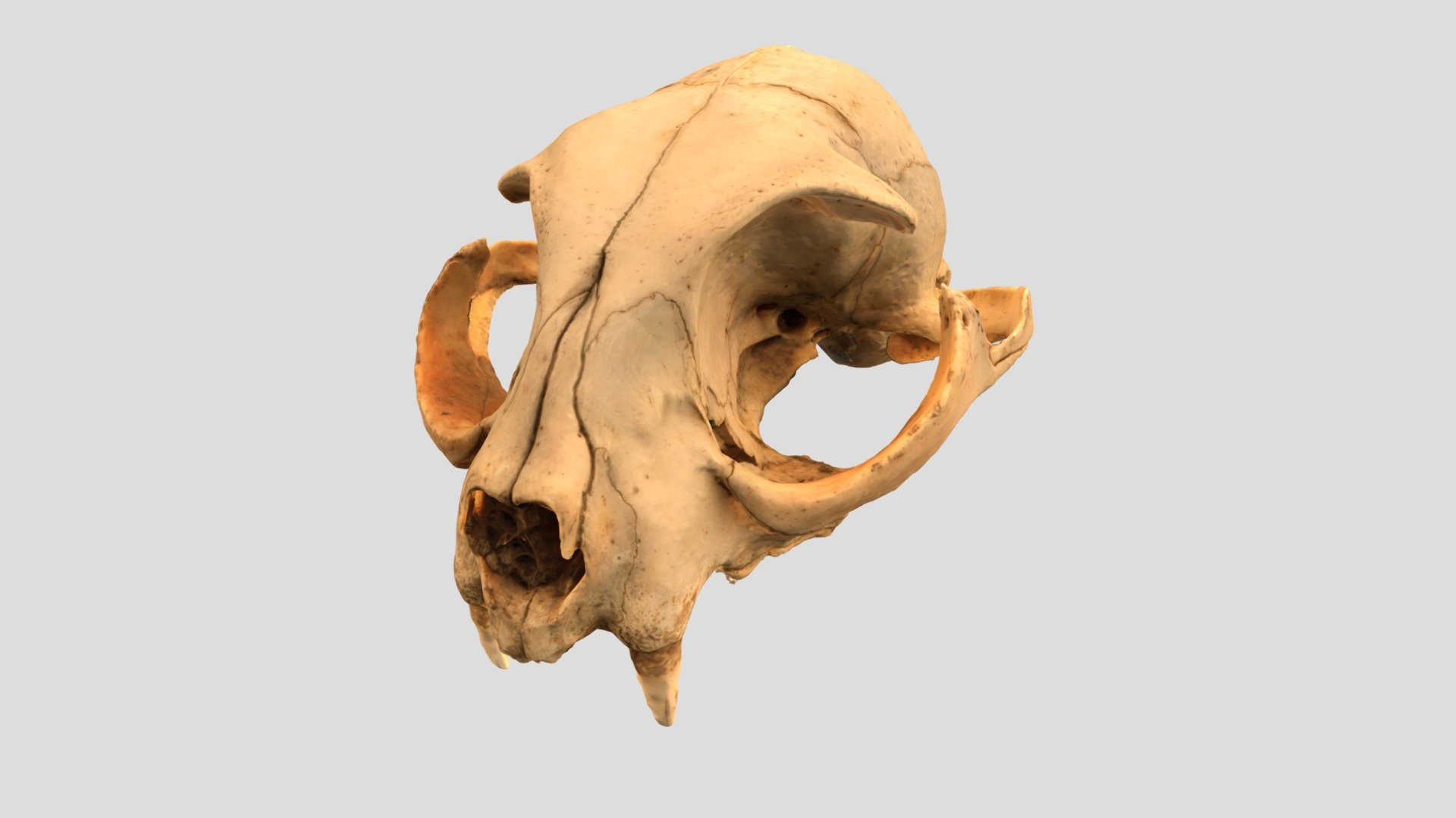 Cat Skull Top Head