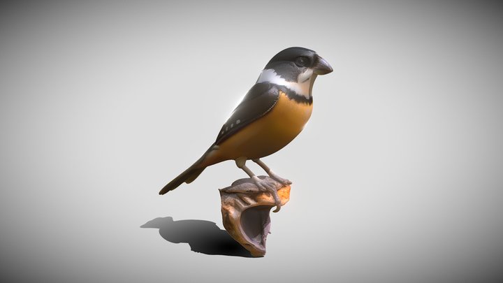 Sporophila torqueola – Modello 3D gratuito STL