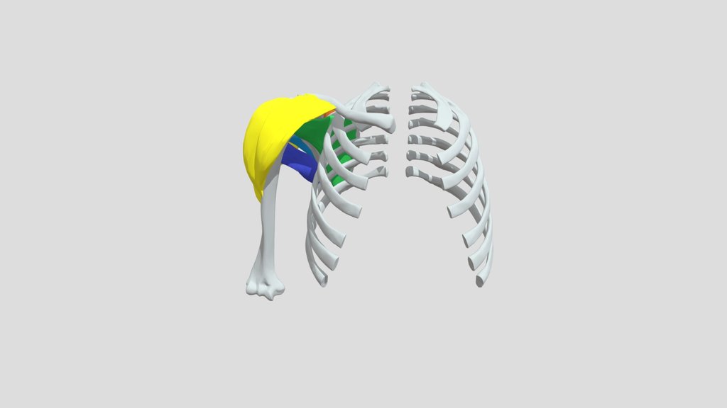 Les muscles intrinsèques