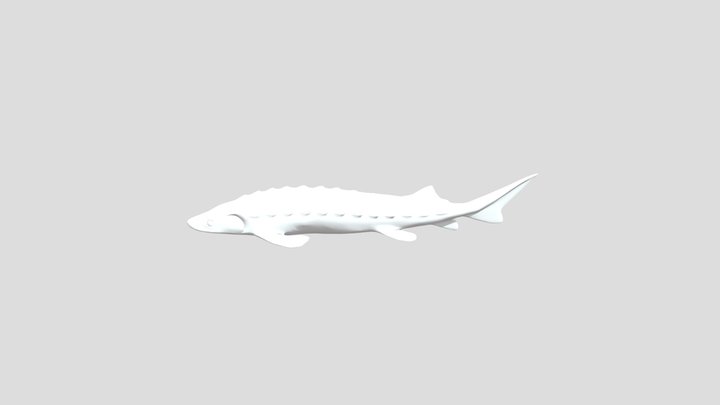 Sturgeon 3D Model
