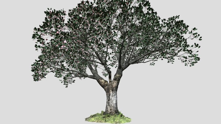 cherry tree flowering E 3D Model