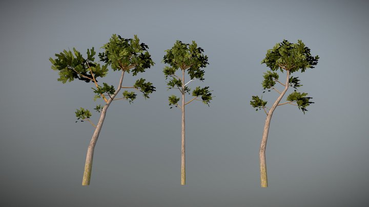 Low Poly Tree 3D Model