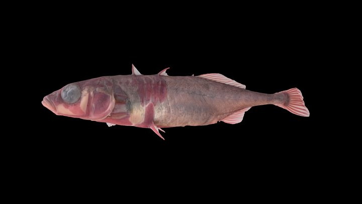 Loberg Lake 2000 #9 3D Model