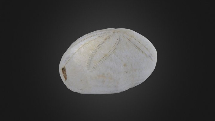 Echinoid: Eupatagus antillarum (PRI 76727) – Modelo 3D gratuito STL
