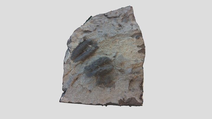 Double Rusophycus 3D Model