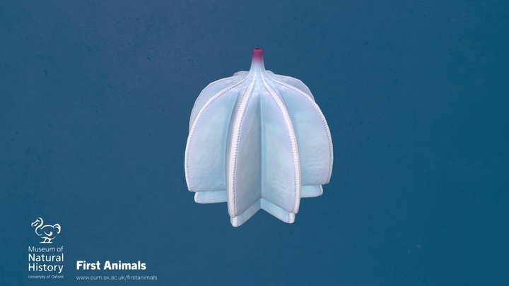 Galeactena hemispherica – Free 3D Model STL