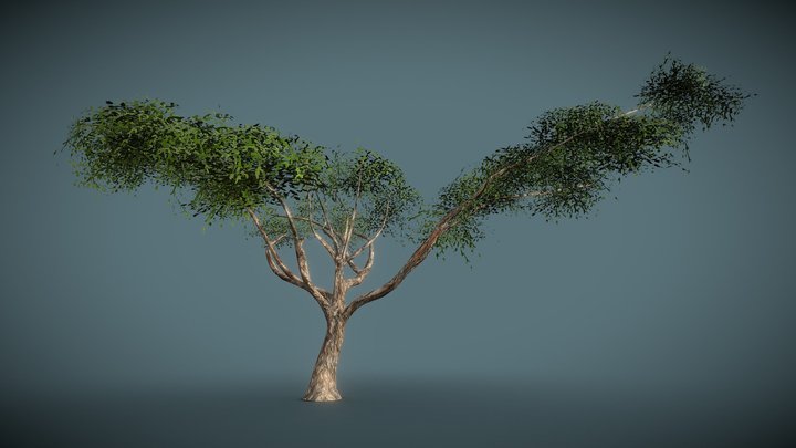 AcaciaTree 3D Model