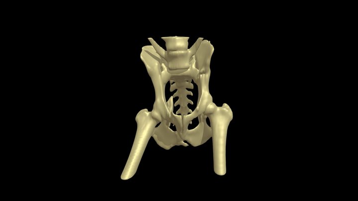 Dog pelvis segmented from CT 3D Model