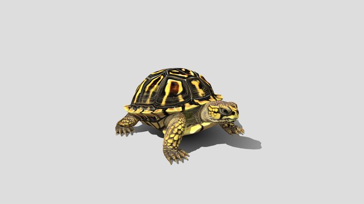 Golden Armor Turtle 3d Model Free – Modèle 3D gratuit STL